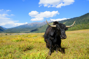 yak on the mountains