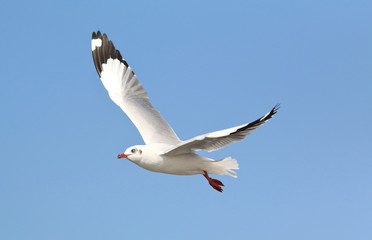 seagull flying in the blue sky.