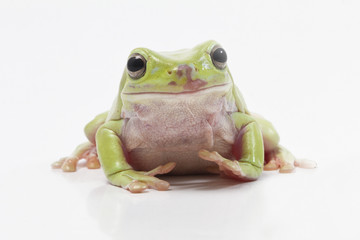 Dumpy frog on white background