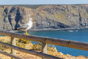 Seagull, Cliffs and ocean in Arrifana