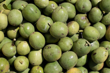 Many green greek walnuts. green Nuts in a box. Texture of green greek nuts background