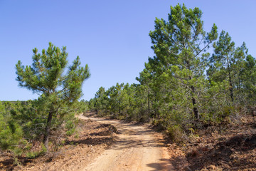 Trail and trees in Arrifana