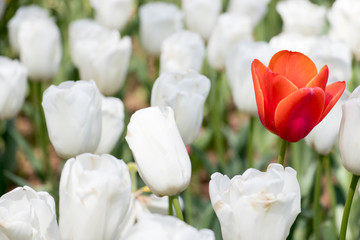Red tulip growth among white tulip background (Concept for differentiate from other, leader or...