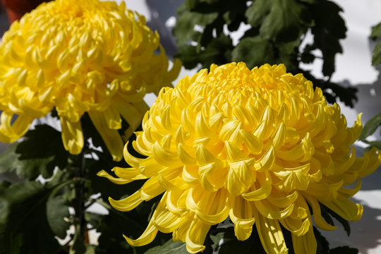 Fototapeta A big yellow dahlia flower on sunny day