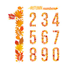 autumn numbers. vector illustration. part of collection