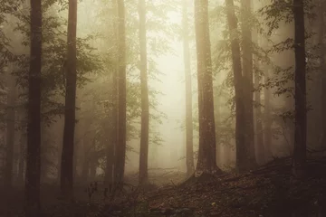 Gordijnen sunlight in autumn forest with trees in mist © andreiuc88