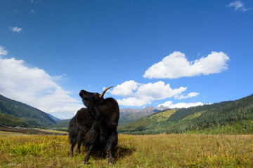 yak on the mountains