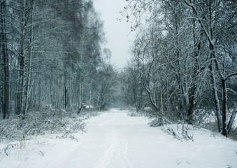 Winter nature, road in forest