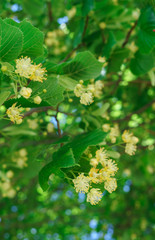 Lime flowers on a sunny summer day, in the countryside.