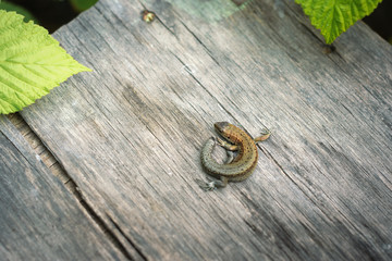 Lizard on a wooden board in the garden