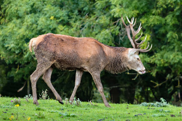 A large Stag feeding in a meadow near a forest