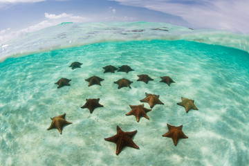 Beautiful Red Cushion Starfish and Caribbean Sea