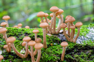 mushrooms honey agarics in a forest on a tree - 172152235