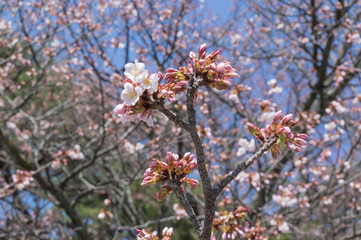 Spring Pink Cherry Blossoms with Blue Sky Background