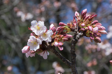 Spring Pink Cherry Blossoms with Blue Sky Background