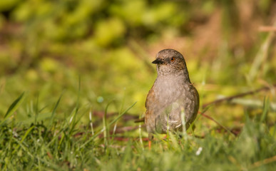 dunnock in a field looking for food