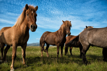 Islandpony