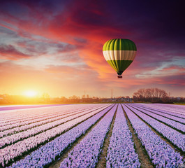 A beautiful field of flowers in Holland. Balloons in the background. Fantastic spring event