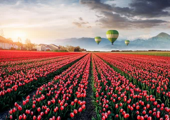 Draagtas Beautiful field of red tulips in Holland. Balloons in the background. Fantastic spring event © standret
