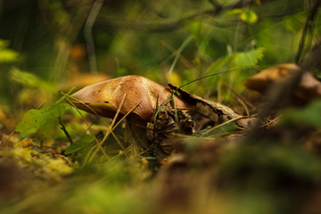 Suillus