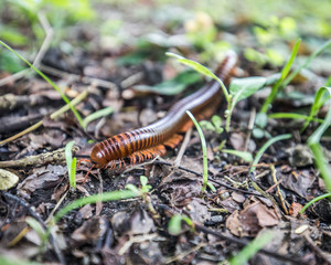 millipede brown background macro beautiful nature closeup animal 