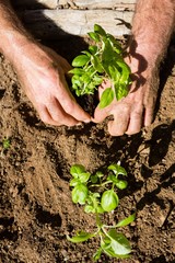 Man planting sapling in garden