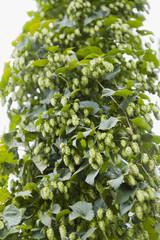 Hopfenland Hallertau