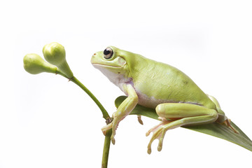 Dumpy frog on  white background