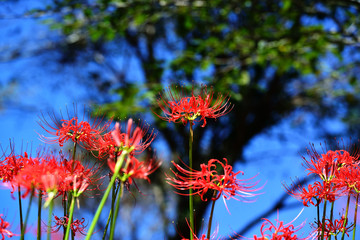 風の郷の彼岸花