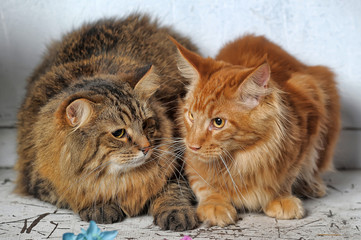 maine coon and Siberian cat together