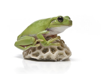 Dumpy frog on  white background