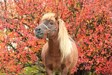 Pleased pony isolated on the red bushes background