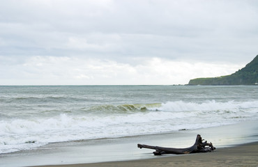 流木　素材