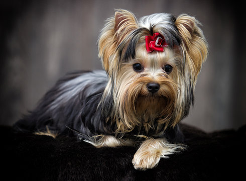 yorkshire terrier dog looking
