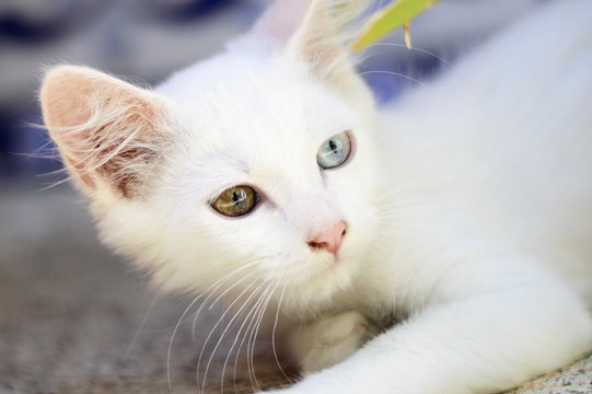 Precioso gato blanco en primer plano con un ojo de cada color tumbado mirando hacia la derecha