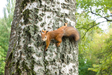 squirrel on a branch