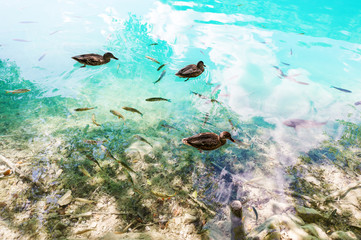 Fototapeta na wymiar A ducks swimming in a crystal turquoise water among fish.