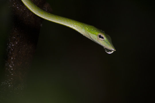Green Vine Snake with Droup
