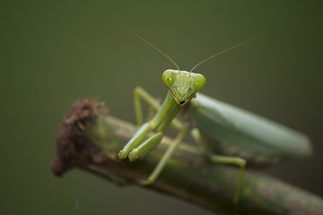 Green Mantis