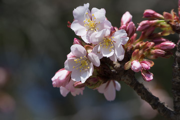 Spring Pink Cherry Blossoms with Blue Sky Background