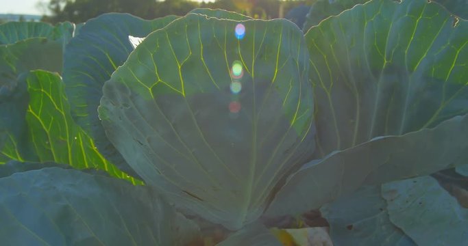 Cabbage growing on the garden in the sunlight.