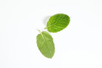 Fototapeta na wymiar Green Mint Leaf.