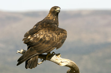 Aquila chrysaetos. Golden eagle