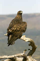 Aquila chrysaetos. Golden eagle