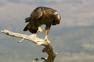 Aquila chrysaetos. Golden eagle