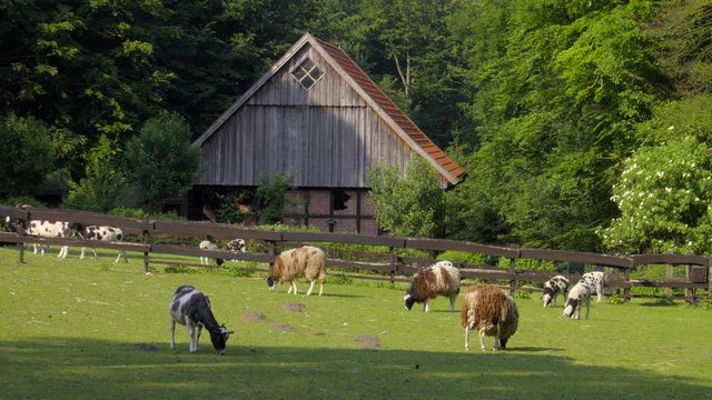 Landidylle mit Hof und Vieh - schafe , Ziegen L&auml;mmer,