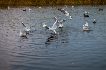 A flock of white big seagulls in an autumn park are fishing in the lake