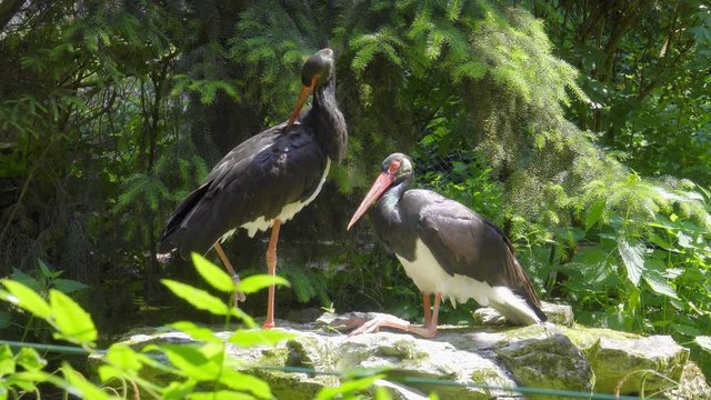 zwei schwarze St&ouml;rche als lustige V&ouml;gel im Gespr&auml;ch