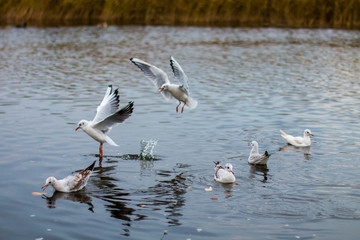 A flock of white big seagulls in an autumn park are fishing in the lake
