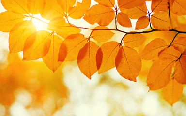 Autumn leaves on sun